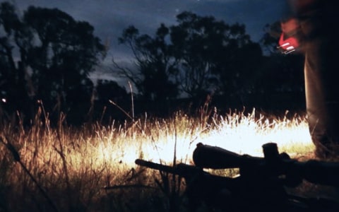 Hunting with night vision. Is it legal?